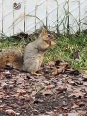 Sciurus niger