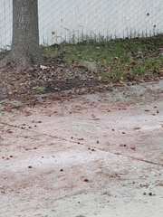 Sciurus niger