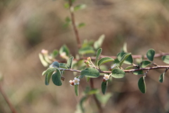 Cotoneaster suavis