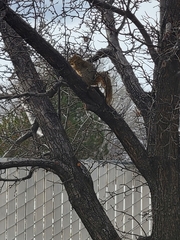 Sciurus niger