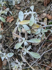 Sideritis catillaris