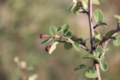 Cotoneaster suavis