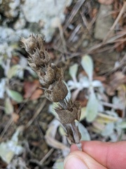 Sideritis catillaris