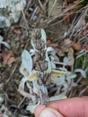 Sideritis catillaris