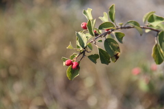 Cotoneaster meyeri