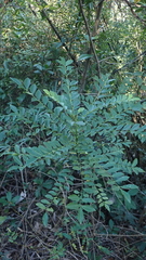 Zanthoxylum avicennae