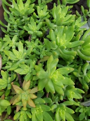 Sedum adolphi