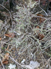 Genista albida