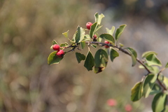 Cotoneaster meyeri