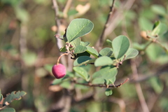 Cotoneaster meyeri