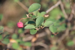 Cotoneaster meyeri