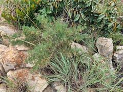 Asparagus transvaalensis