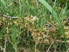 Asparagus transvaalensis