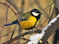 Parus major
