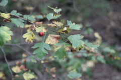 Crataegus microphylla