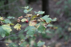 Crataegus microphylla