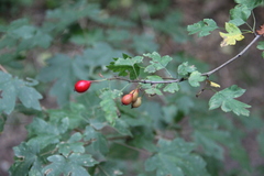 Crataegus microphylla