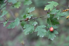 Crataegus microphylla