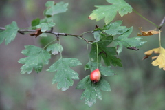Crataegus microphylla