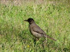 Turdus falcklandii