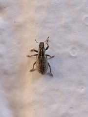 Sitona discoideus