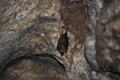 Balantiopteryx io