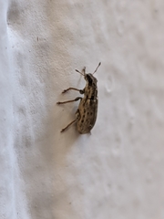 Sitona discoideus