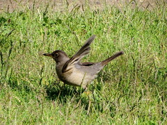 Turdus falcklandii