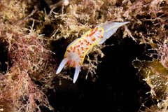 Diaphorodoris papillata
