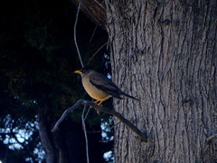 Turdus falcklandii