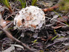 Amanita ochrophylloides