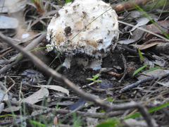 Amanita ochrophylloides