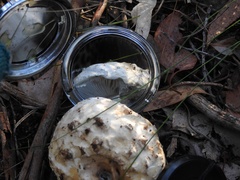 Amanita ochrophylloides