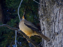 Turdus falcklandii