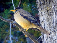 Turdus falcklandii