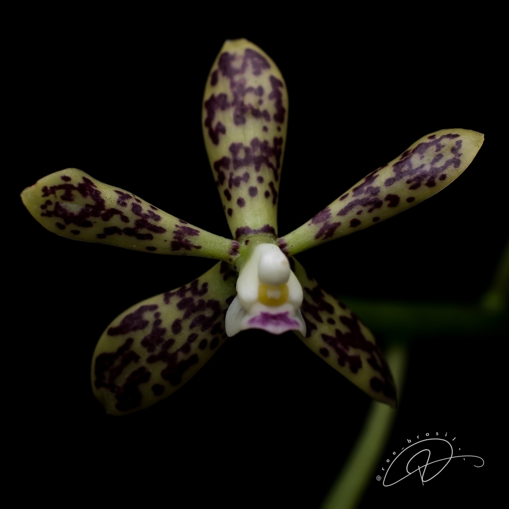 Prosthechea tigrina