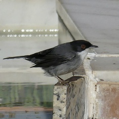 Curruca melanocephala