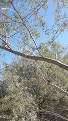 Prosopis pubescens