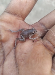 Arthroleptis poecilonotus