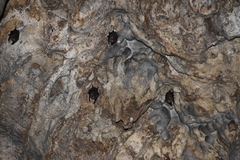 Balantiopteryx io