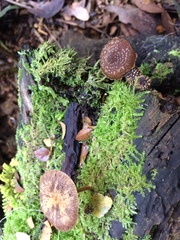 Psathyrella echinata