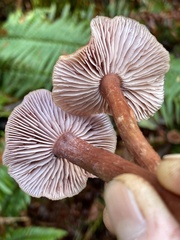 Laccaria nobilis