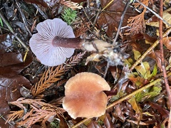 Laccaria nobilis