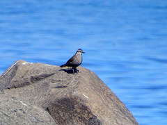 Cinclodes patagonicus