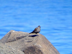 Cinclodes patagonicus