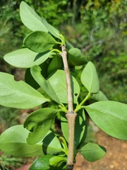 Canthium suberosum