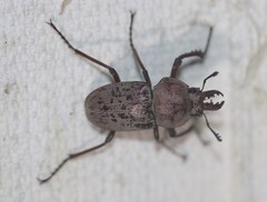 Cacostomus squamosus