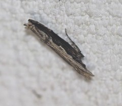 Hypatima spathota
