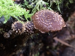 Psathyrella echinata