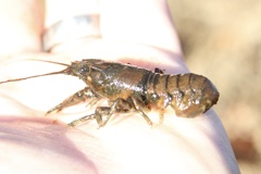 Faxonius virginiensis